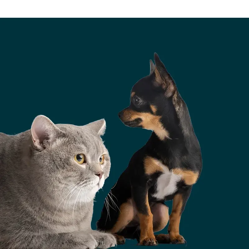 banner mascotas adicional - icon apartasuites (1)