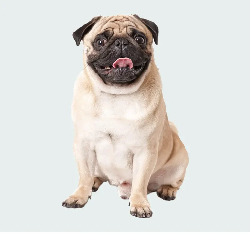 mascotas icon 2.0